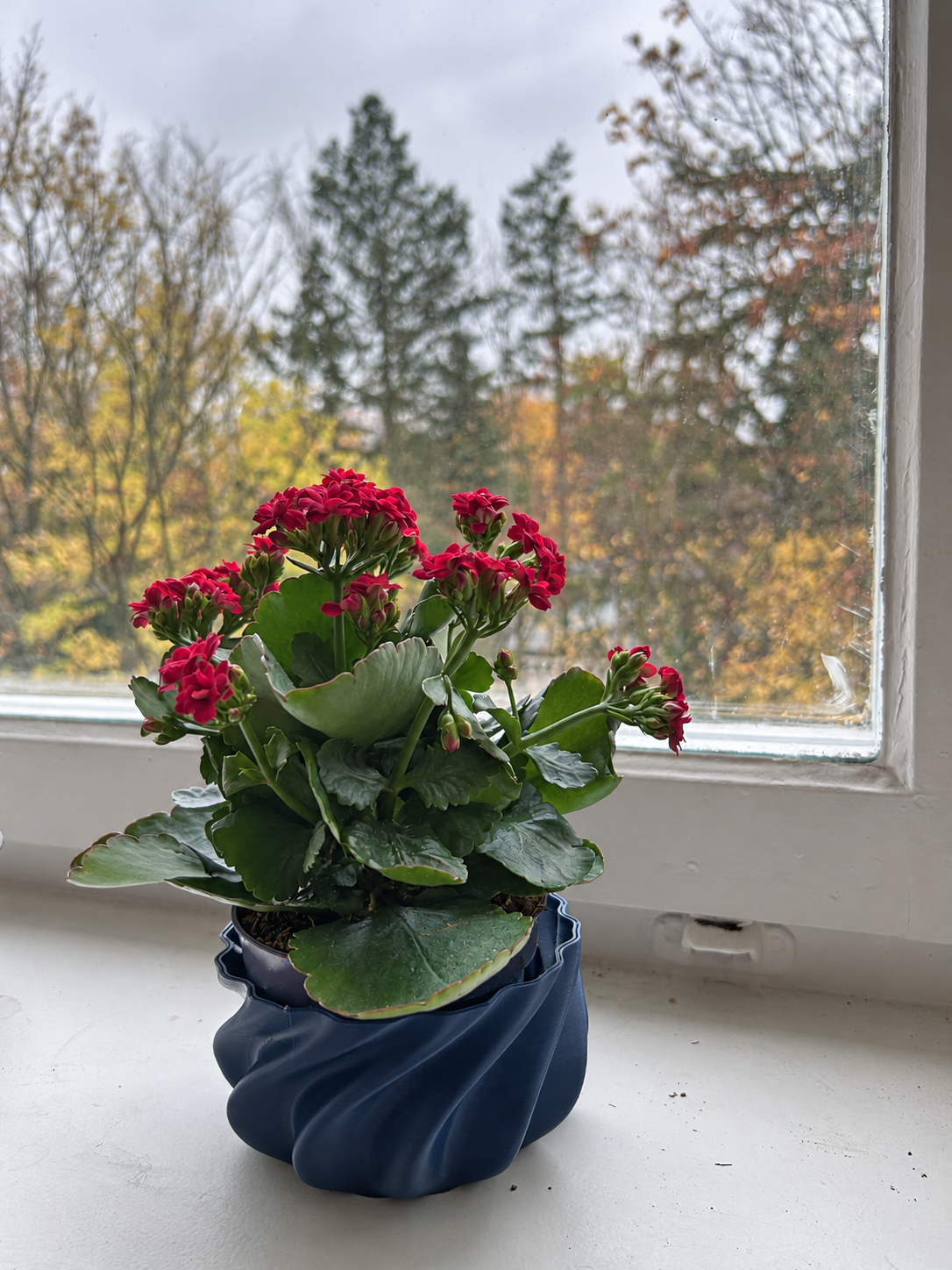 A red-flowering plant on a windowsill in the unfinished navy ribbed planter, with its open rim visible.