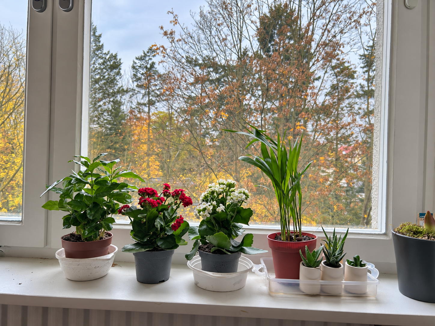 A group of potted plants on a windowsill, with tall leafy plants, red and white flowering plants, and three small pots along the sill.